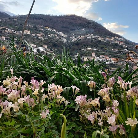 La Margherita Fiorita رافيلّو المظهر الخارجي الصورة