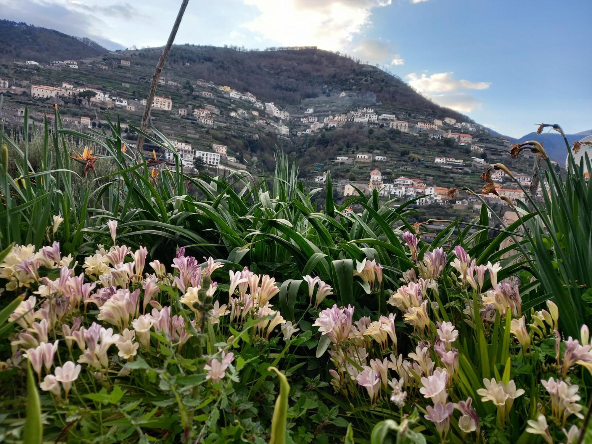 La Margherita Fiorita رافيلّو المظهر الخارجي الصورة
